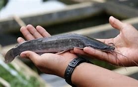 Mimpi Dapat Ikan Lele Besar Banyak